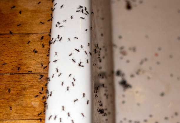 Best Residential Pest Control  in Franklin, MI