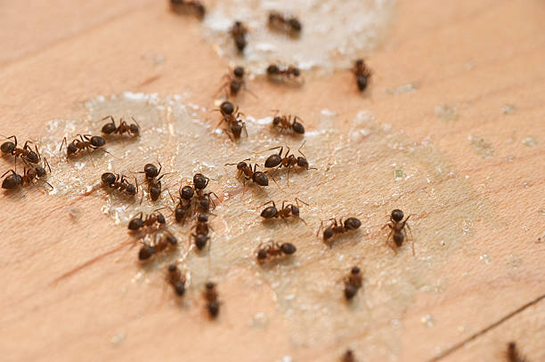 Pest Control for Restaurants in Franklin, MI